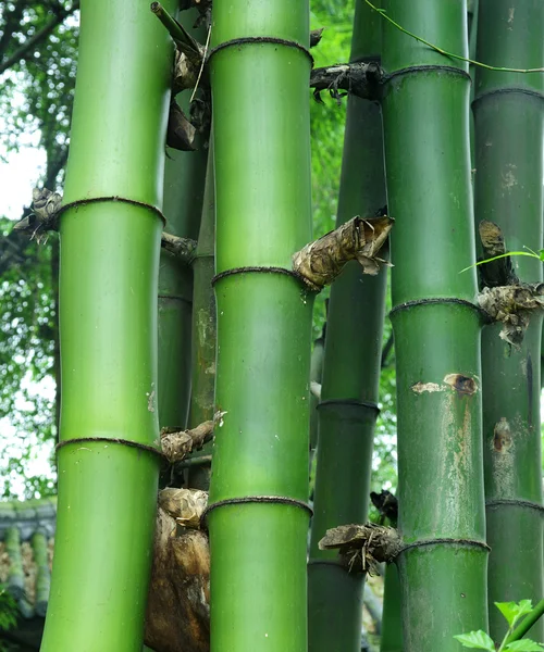 Detalles de bambú verde: Bambusa sinospinosa McClure —  Fotos de Stock