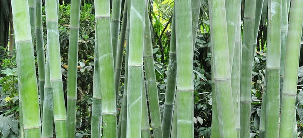 Bambustungar — Stockfoto