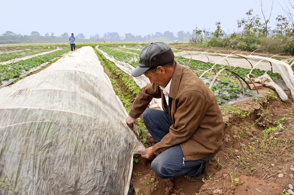 Genç çilek sahada çalışan çiftçi — Stok fotoğraf