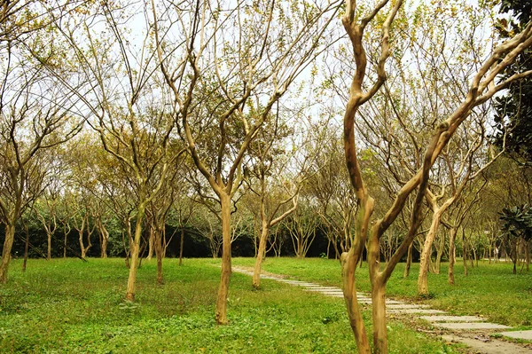 배롱나무 indica 숲과 공원에 경로 — 스톡 사진