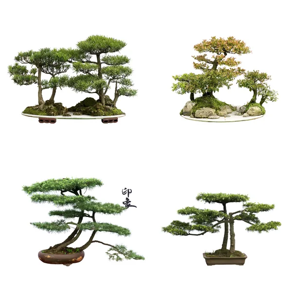 Coleção dos melhores bonsai china com backgrou isolado branco — Fotografia de Stock