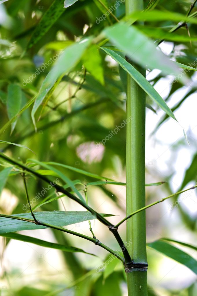 Green bamboo groves in a garden