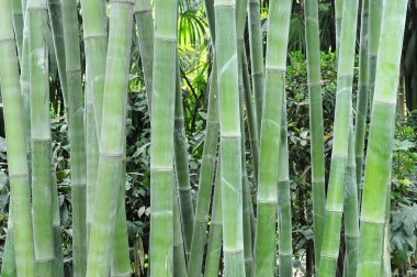 Bambu ağaçları