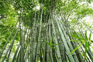 Bambu ağaçları