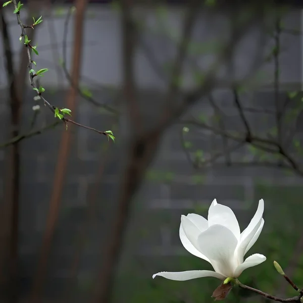 A beautiful white magnolia flower with fresh odor — Stock Photo, Image