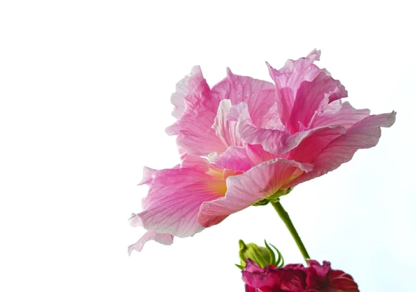 Leuchtend rosa Hibiskusblüte in einem Garten — Stockfoto