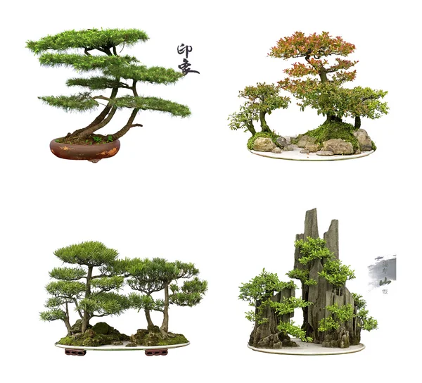 Kina cedar bonsai — Stockfoto
