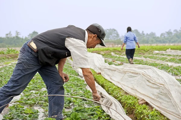 stock image Farmer working on young strawberry field