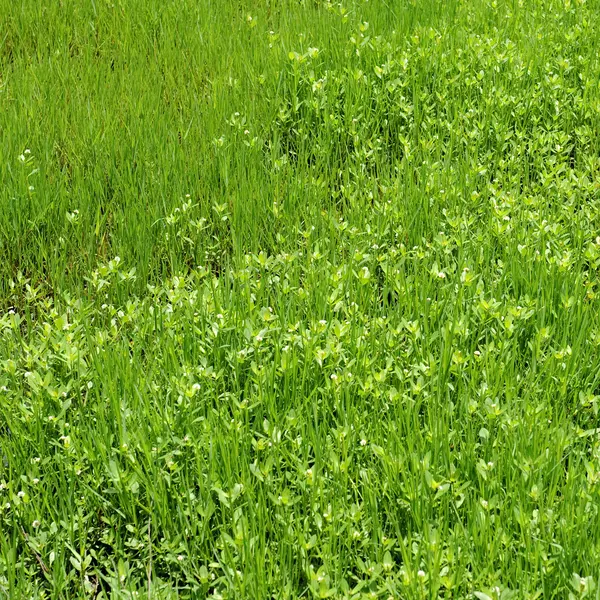 Frischer grüner Rasen — Stockfoto