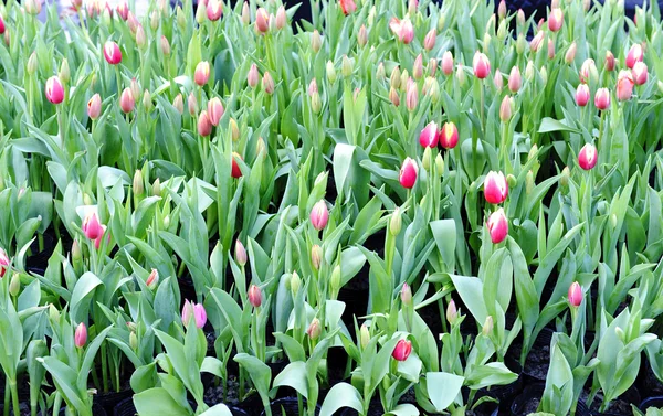 Fresh tulip flowers in a garden — Stock Photo, Image