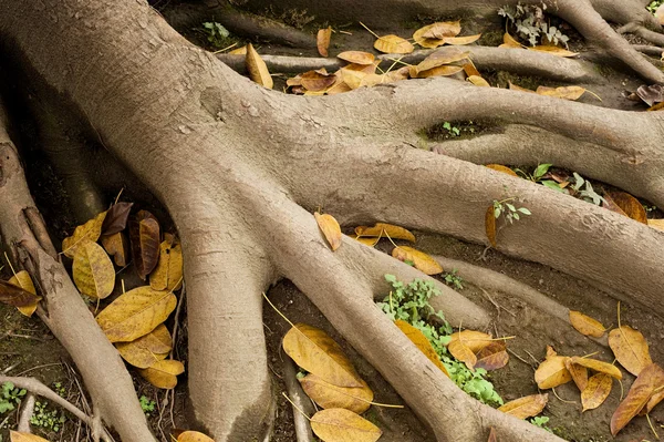 식물의 큰 뿌리 — 스톡 사진
