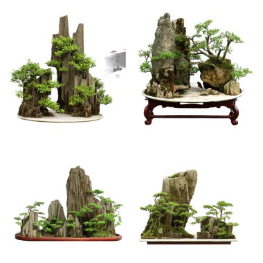 Collection of the best china bonsai with white isolated backgrou clipart