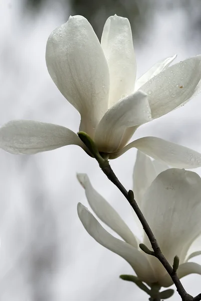 新鮮な香りを持つ美しい白モクレンの花 — ストック写真