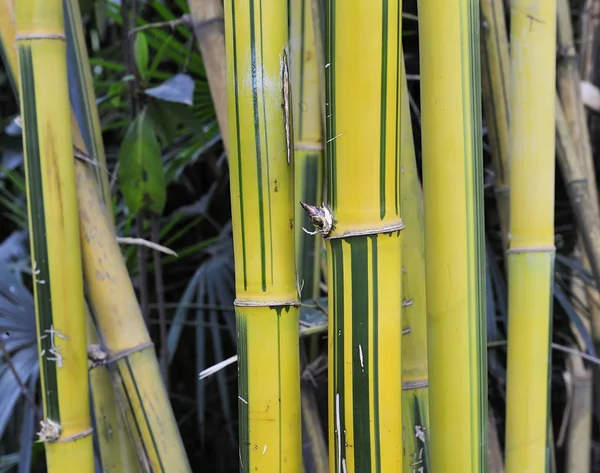 Gele bamboe bosjes — Stockfoto