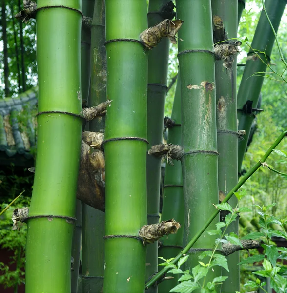 stock image Datails of green bamboo