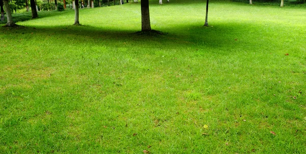 Drzewa i trawy — Zdjęcie stockowe