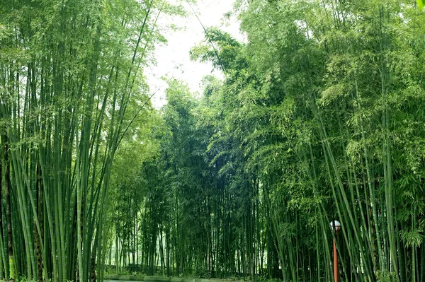 Bambuslunde - Stock-foto