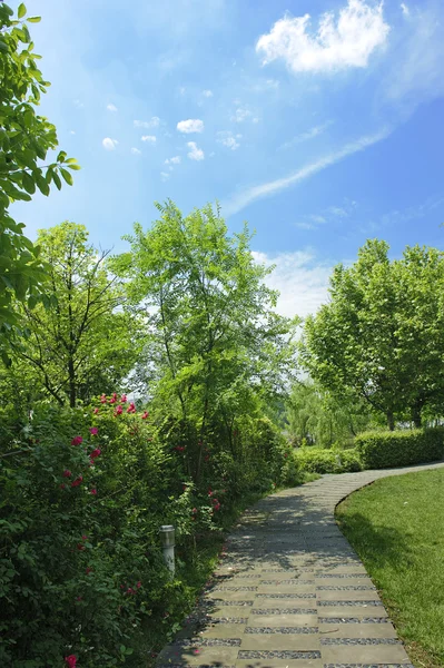 Kurvenreicher Pfad durch einen ruhigen, grünen Garten — Stockfoto