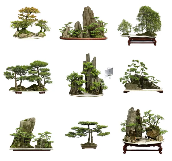 Коллекция лучших фарфора bonsai с белой изолированной backgrou — стоковое фото