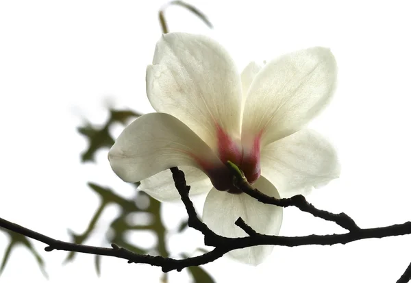 stock image Magnolia flower