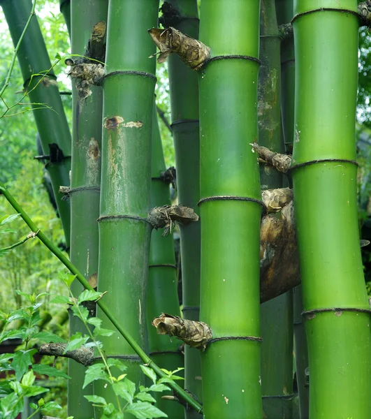 Datails de bambou vert — Photo