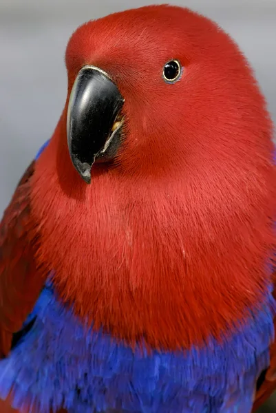Крупный план красного попугая — стоковое фото