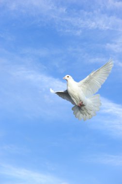 White dove in free flight under blue sky clipart