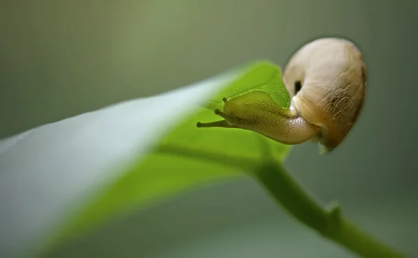 叶上有趣的蜗牛. — 图库照片