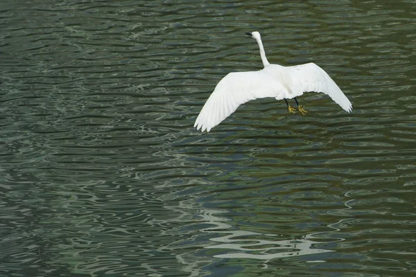 Uçan Kanat genişletilmiş beyaz ak balıkçıl — Stok fotoğraf