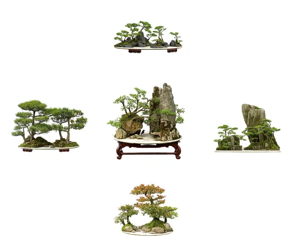 stock image Collection of the best china bonsai with white isolated background