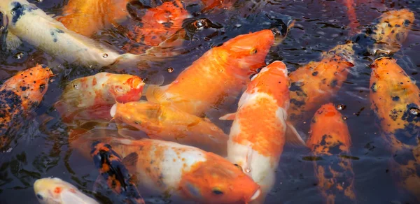 Beautiful golden koi fish in the fish ponds — Stock Photo, Image