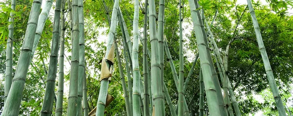 Zelené bambusové háje — Stock fotografie