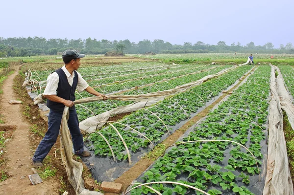 Genç çilek sahada çalışan çiftçi — Stok fotoğraf