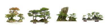 Collection of the best china bonsai with white isolated backgro clipart