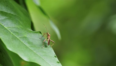 Interesting stinkbug on green leaf clipart