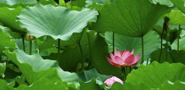 güzel, lotus ve yaprakları gölet.