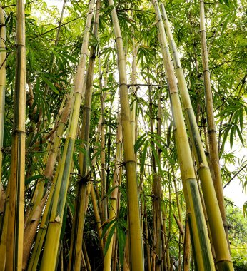 Bambu ağaçları