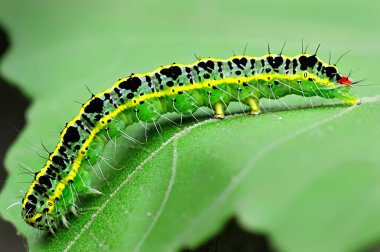 Caterpillar yaprak üzerinde