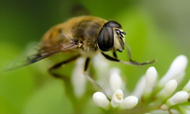 Beyaz çiçeği üzerinde ilginç arı