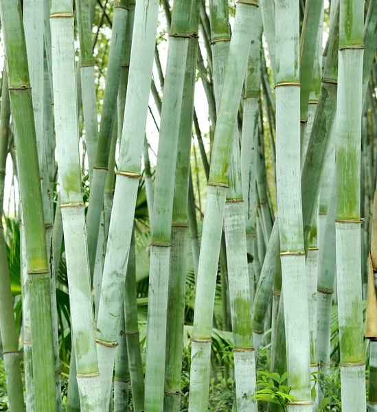 Bambushaine — Stockfoto