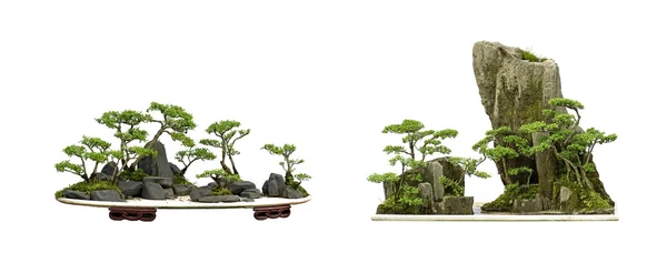 Verzameling van de beste china bonsai met witte geïsoleerde backgro — Stockfoto