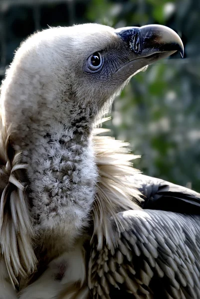 stock image A savage vulture with keenly eye