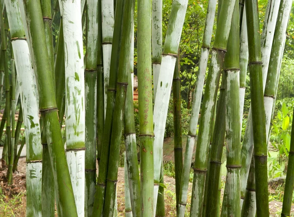 Gröna bambuskogen — Stockfoto