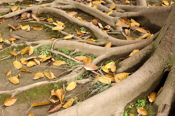 식물의 뿌리 — 스톡 사진