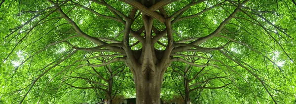 큰 나무 아래 그늘진 장소 — 스톡 사진