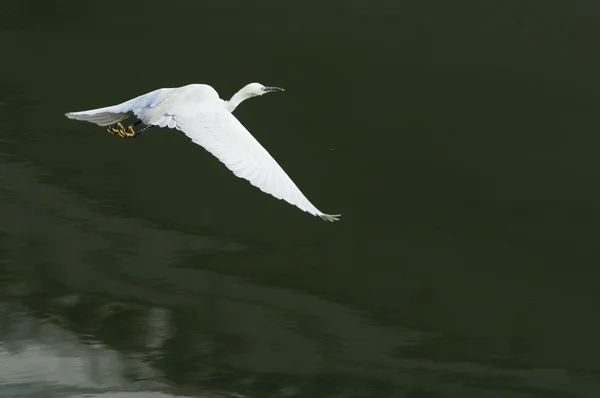 Λευκό ερωδιός επεκτείνει τα φτερά του κατά την πτήση — Φωτογραφία Αρχείου