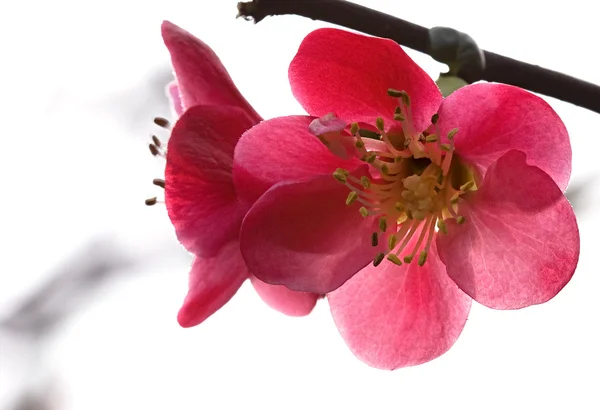 Begonia kwiat — Zdjęcie stockowe