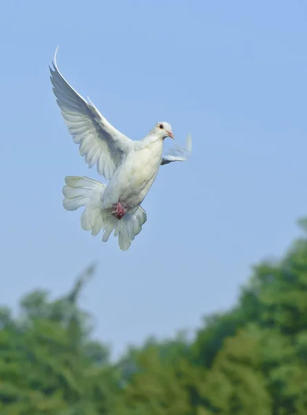 Белый голубь в свободном полете под голубым небом — стоковое фото