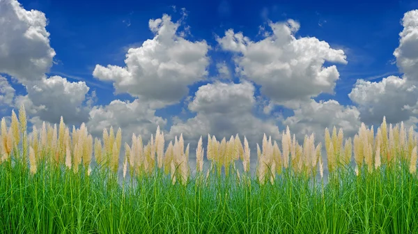 Environment-friendly reeds under background of white cloud and blue sky