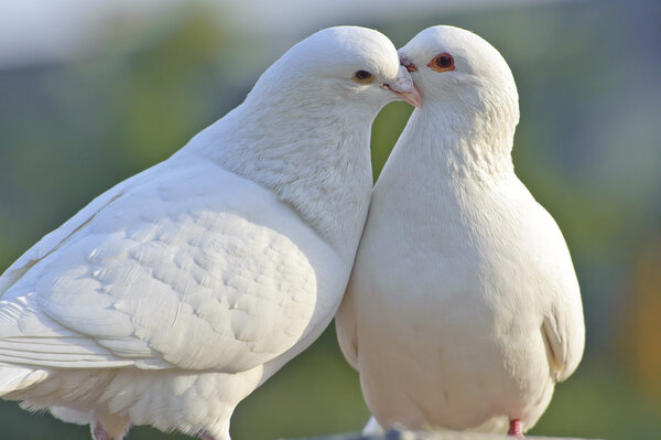 Two loving white doves